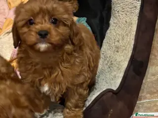 Cavapoo dogs Cavapoo boy pup - Advert 14