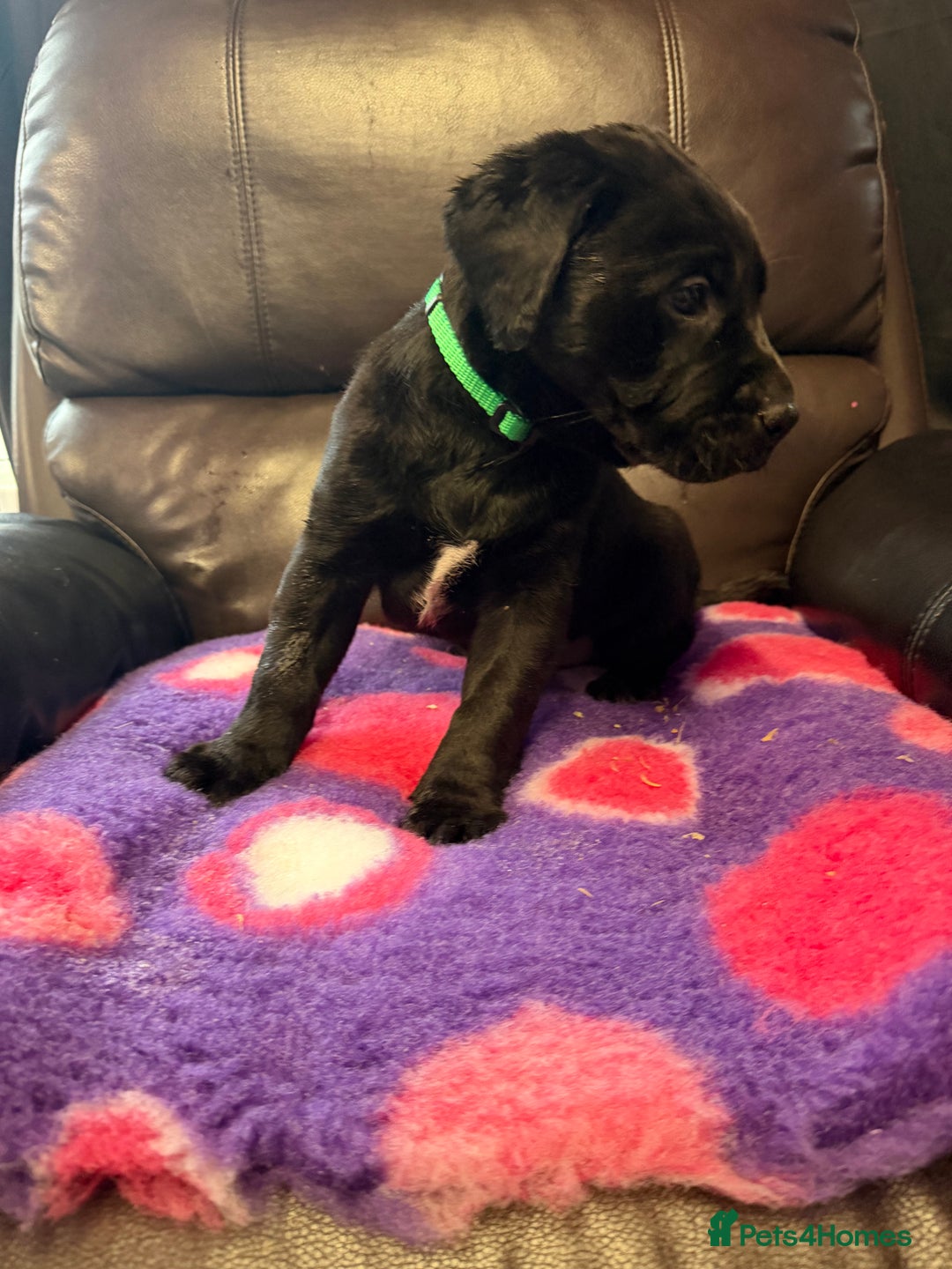 Labrador Retriever dogs for sale: Labradors 6 chunky black boys and 1 little girl - Advert 12