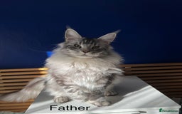 Maine Coon cats for sale: Beautiful Bonded Maine Coon Pair + Single. - Image 9