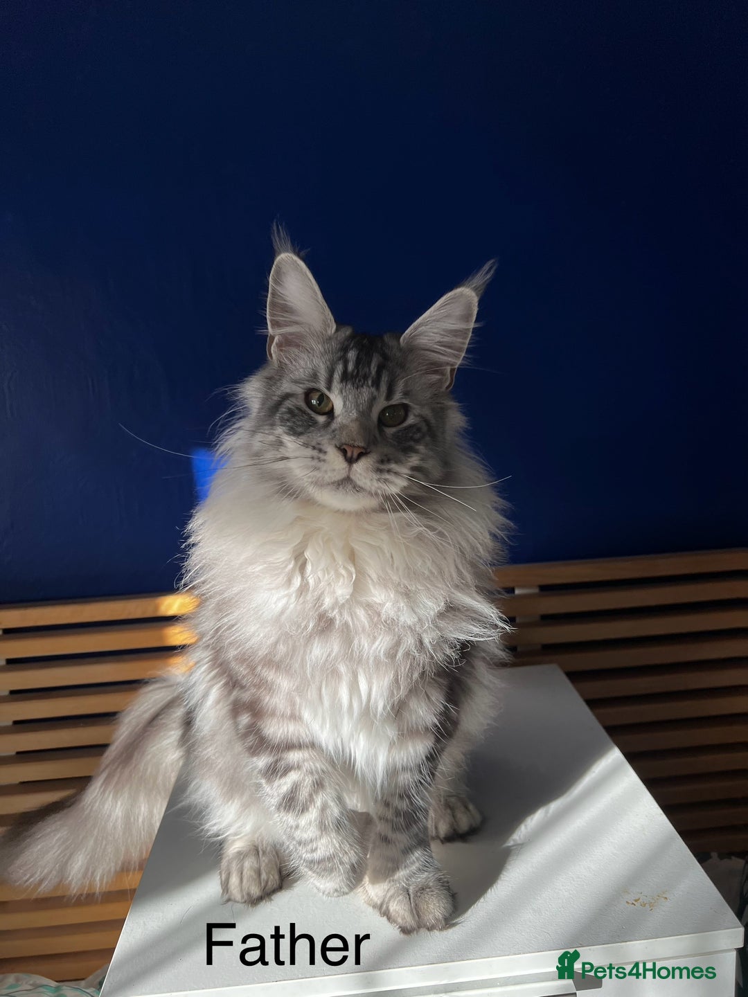 Maine Coon cats for sale: Beautiful Bonded Maine Coon Pair + Single. - Image 9