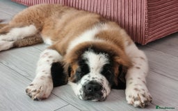Saint Bernard dogs for sale: Beautiful 10 month old male saint bernard - Image 15