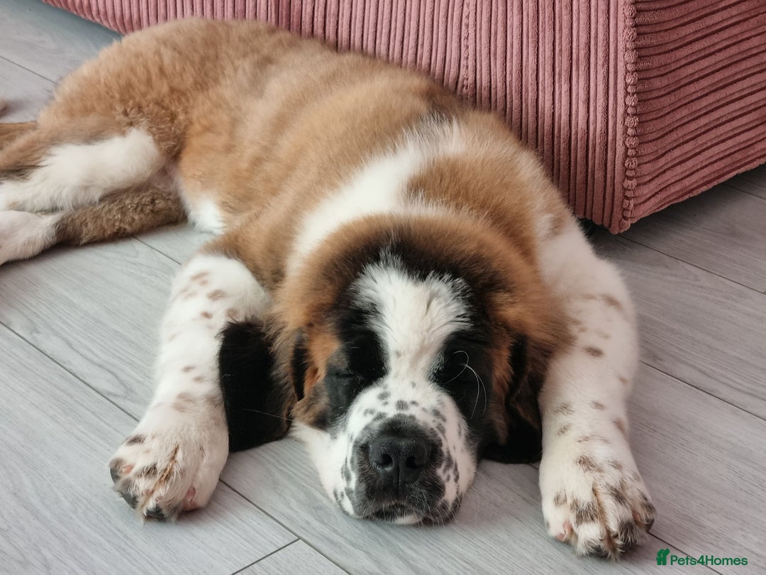 Saint Bernard dogs for sale: Beautiful 10 month old male saint bernard - Image 15