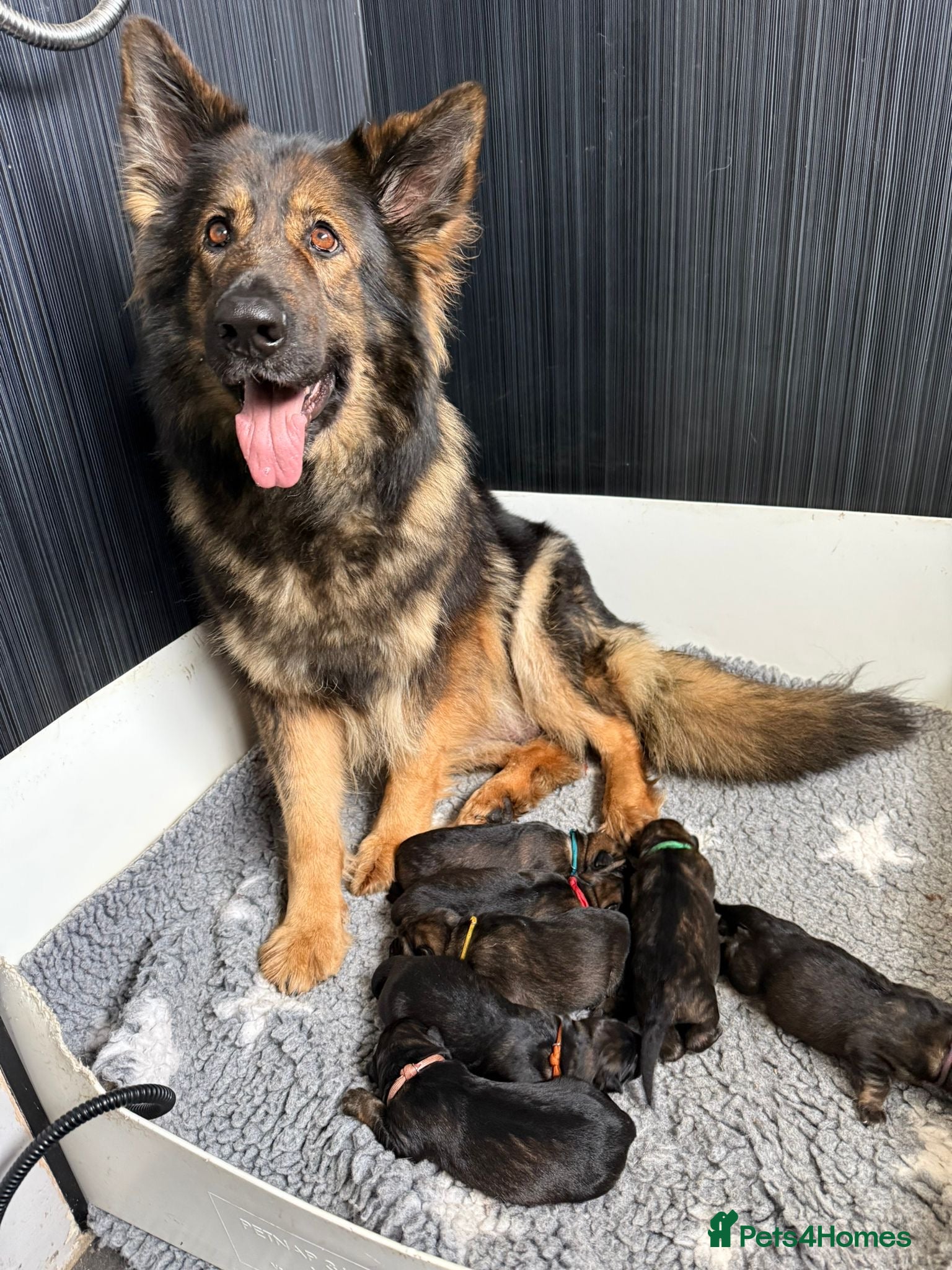 German Shepherd dogs ✨Extensively Health Tested KC Registered pups ✨ - Advert 1