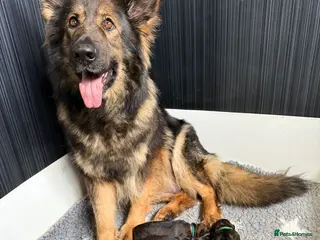German Shepherd dogs ✨Extensively Health Tested KC Registered pups ✨ - Advert 5