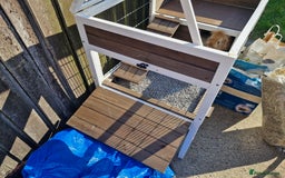 Lionhead rabbits for sale: Lionhead rabbit  - Image 5