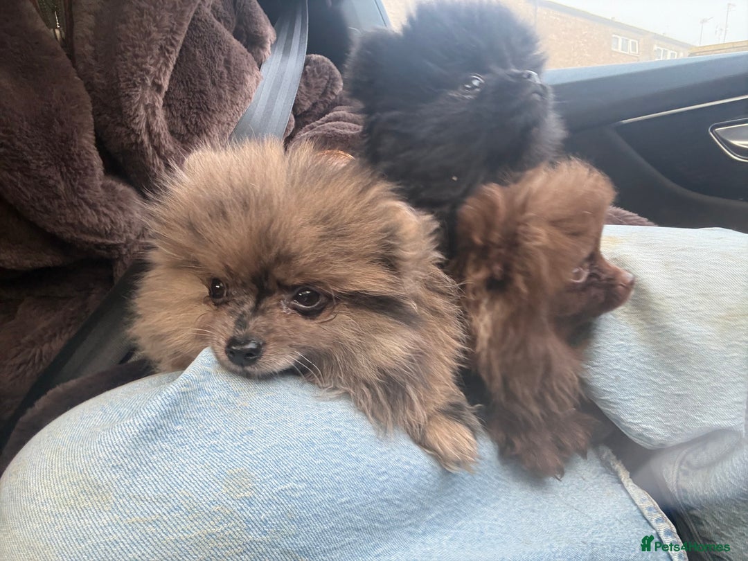 Pomeranian dogs for sale: 1 GIRL LEFT  - Advert 4