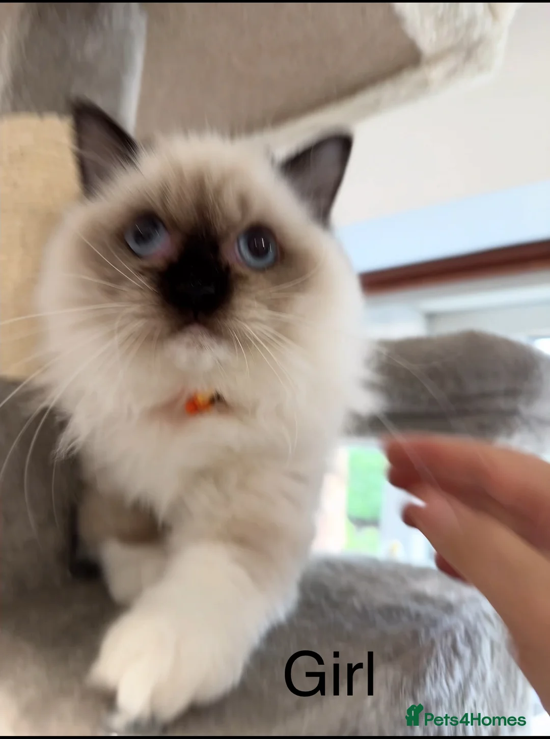 Ragdoll cats for sale: 2 Ragdoll kittens - Advert 3