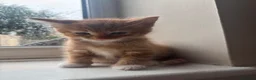 Domestic Shorthair cats for sale: Gorgeous kittens looking for their forever homes in Manchester - Advert 6