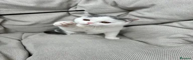 British Shorthair Kitten 2