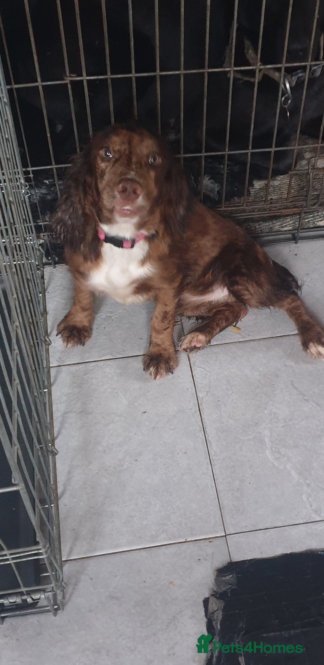 Cocker Spaniel dogs for sale: Cocker spaniel  - Advert 2