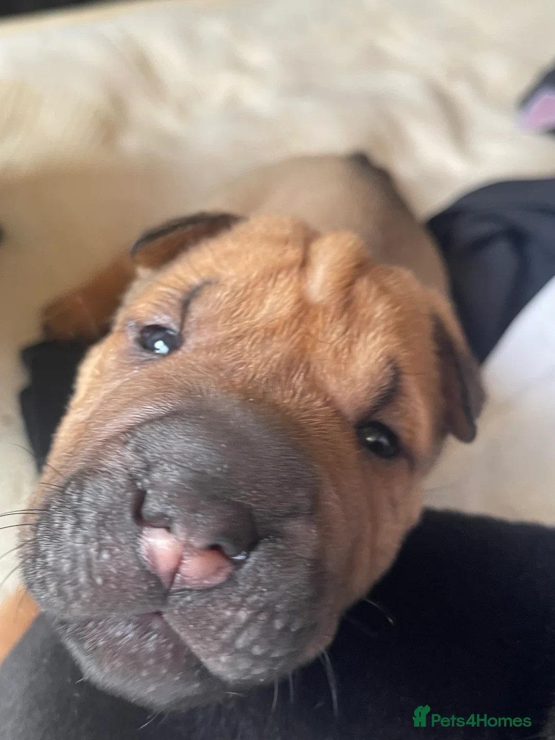 Shar Pei dogs for sale: Shar pei - Advert 20