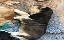 Cocker Spaniel dogs for sale: Beautiful litter of KC reg Cocker Spaniel puppies - Image 8