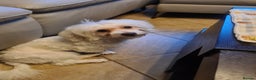 Maltese dogs for sale: Maltese Male 16 month old - Advert 11