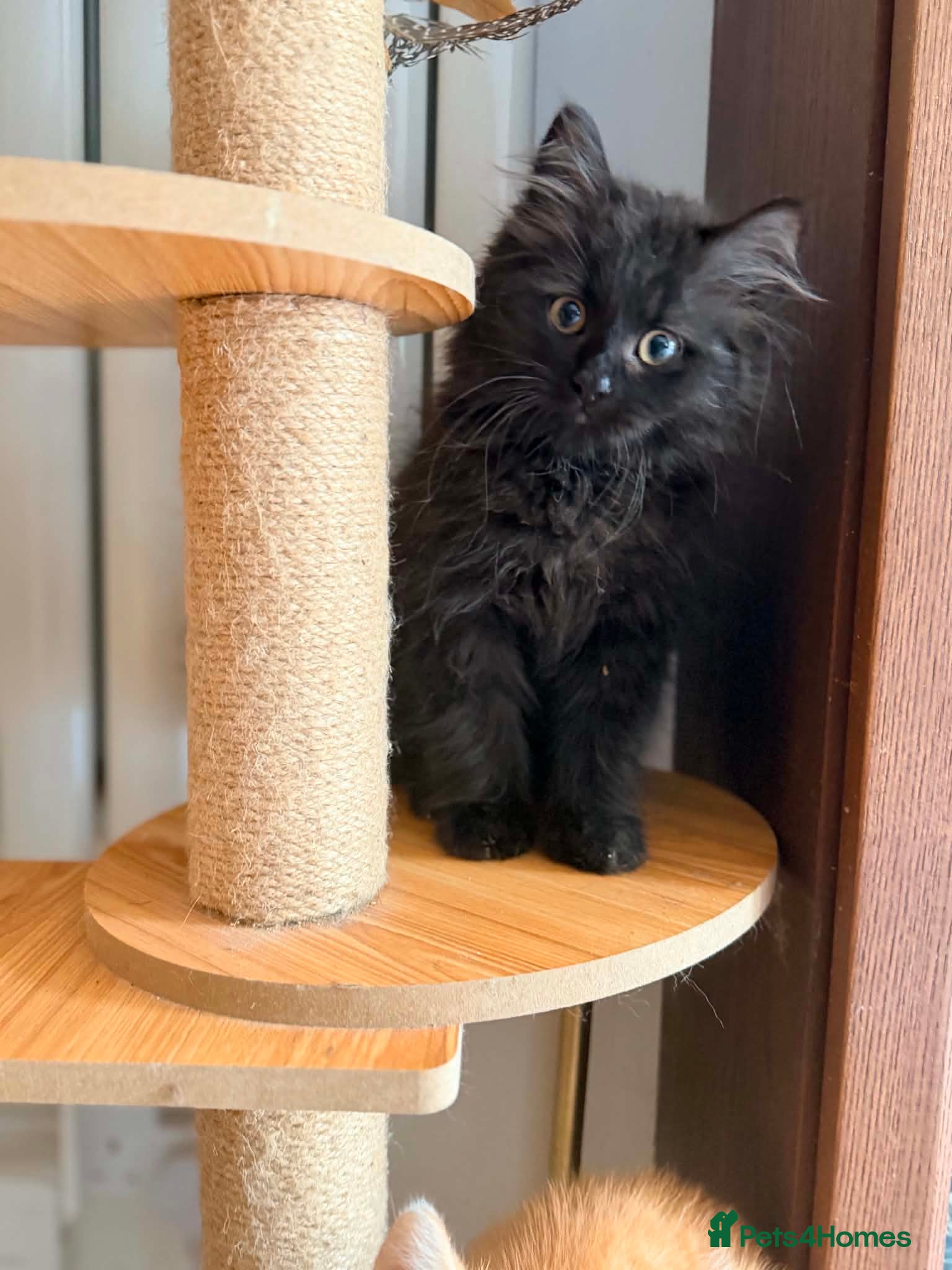 British Shorthair cats Stunning British Shorthair Kittens Ready Now! - Advert 2