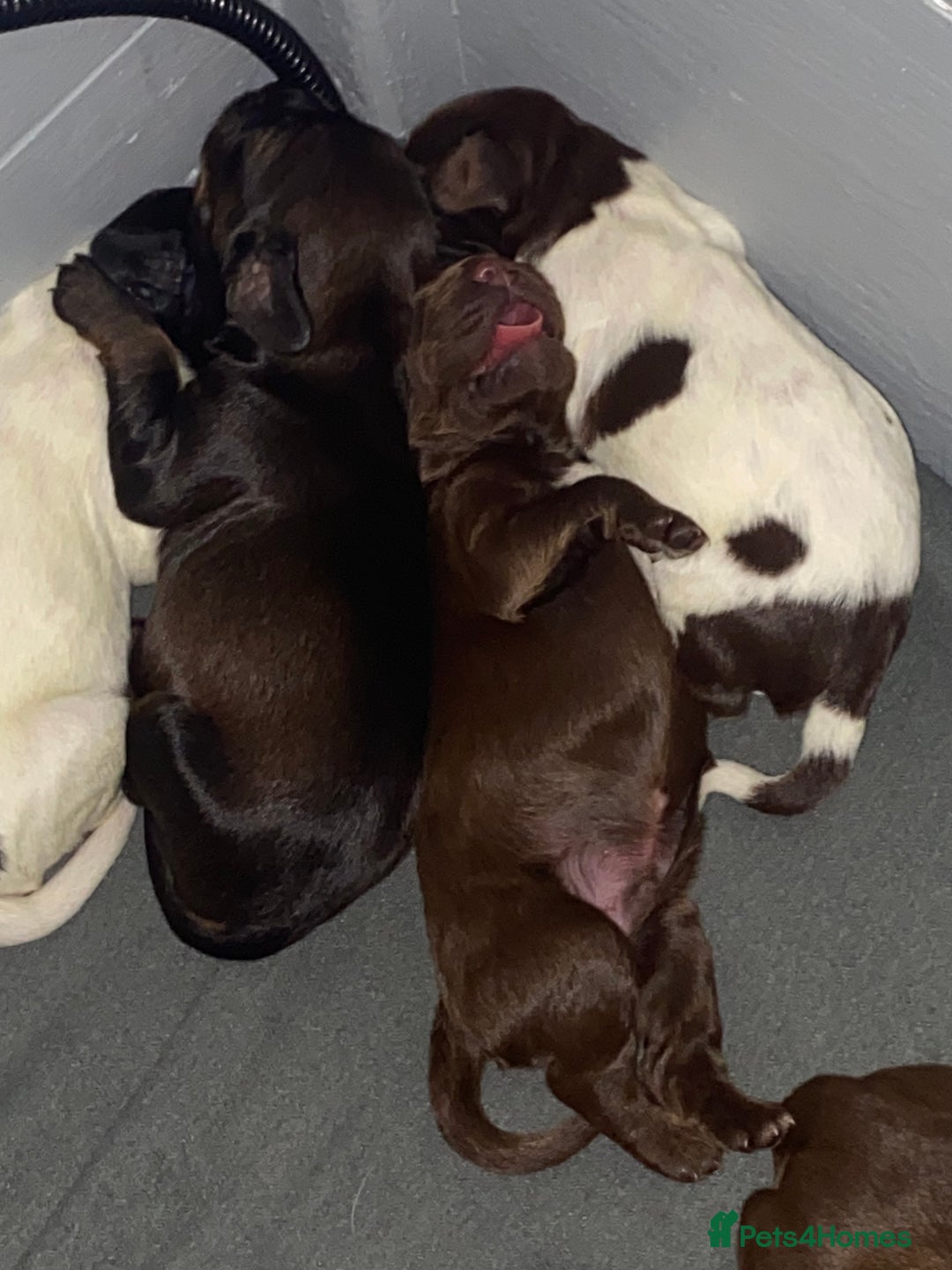 Sprocker dogs for sale: Beautiful Sprocker Puppies Ready 30th December - Image 11