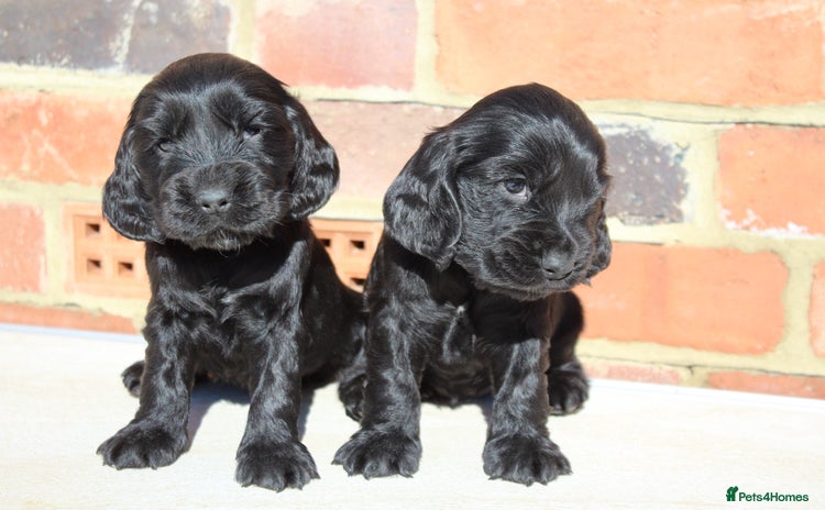 Cocker Spaniel dogs - Advert 2