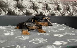 Miniature Dachshund dogs for sale: Miniature Dachund puppy - Image 1