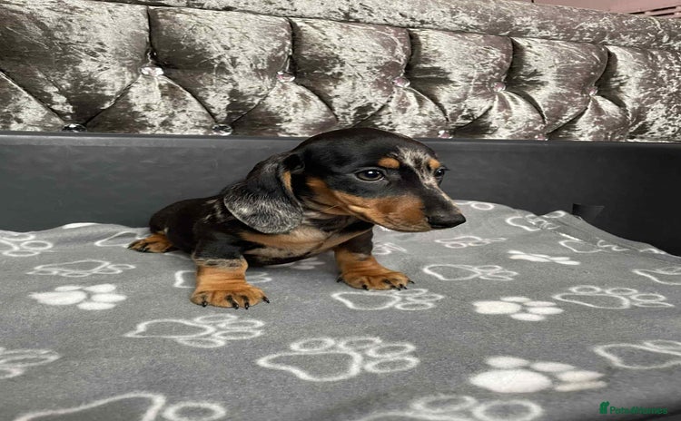 Miniature Dachshund dogs - Advert 3