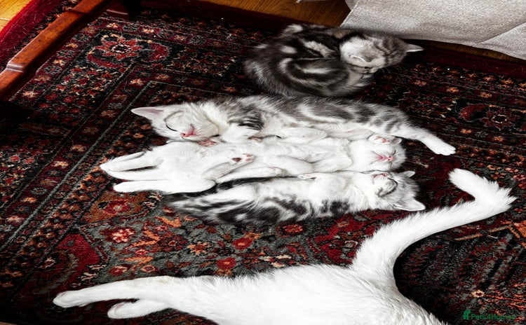 British Shorthair cats - Advert 15