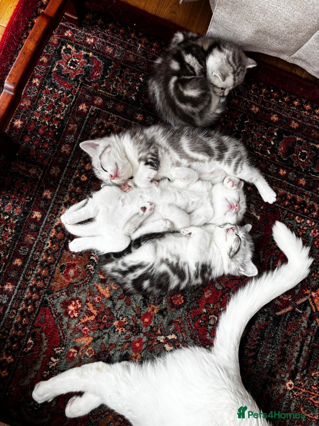 British Shorthair cats for sale: Beautiful British Shorthair/Turkish Angora Kittens - Image 1