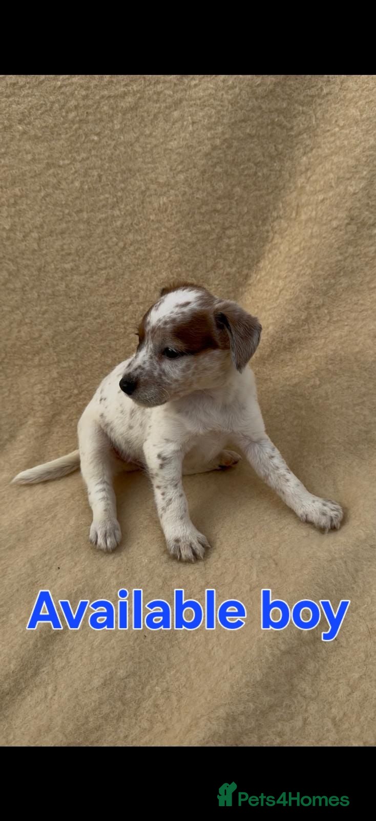 Jack Russell dogs **outstanding jack russell pups** - Advert 2