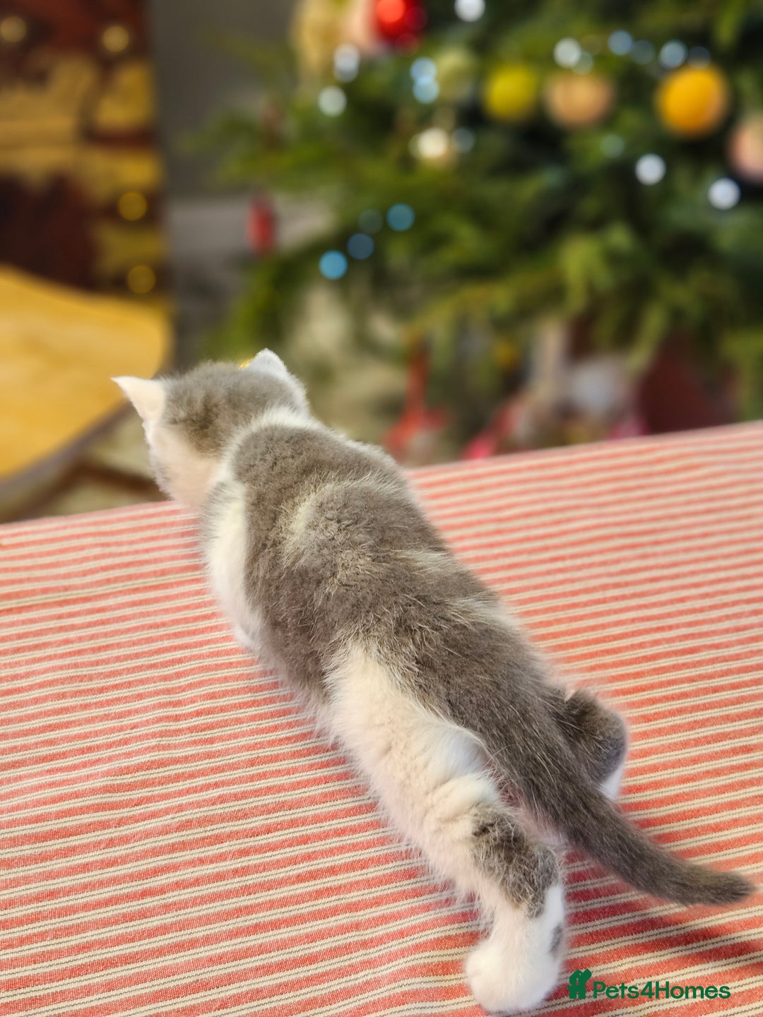 Maine Coon cats for sale: Adorable Maine Coon cross litter for sale - Advert 21