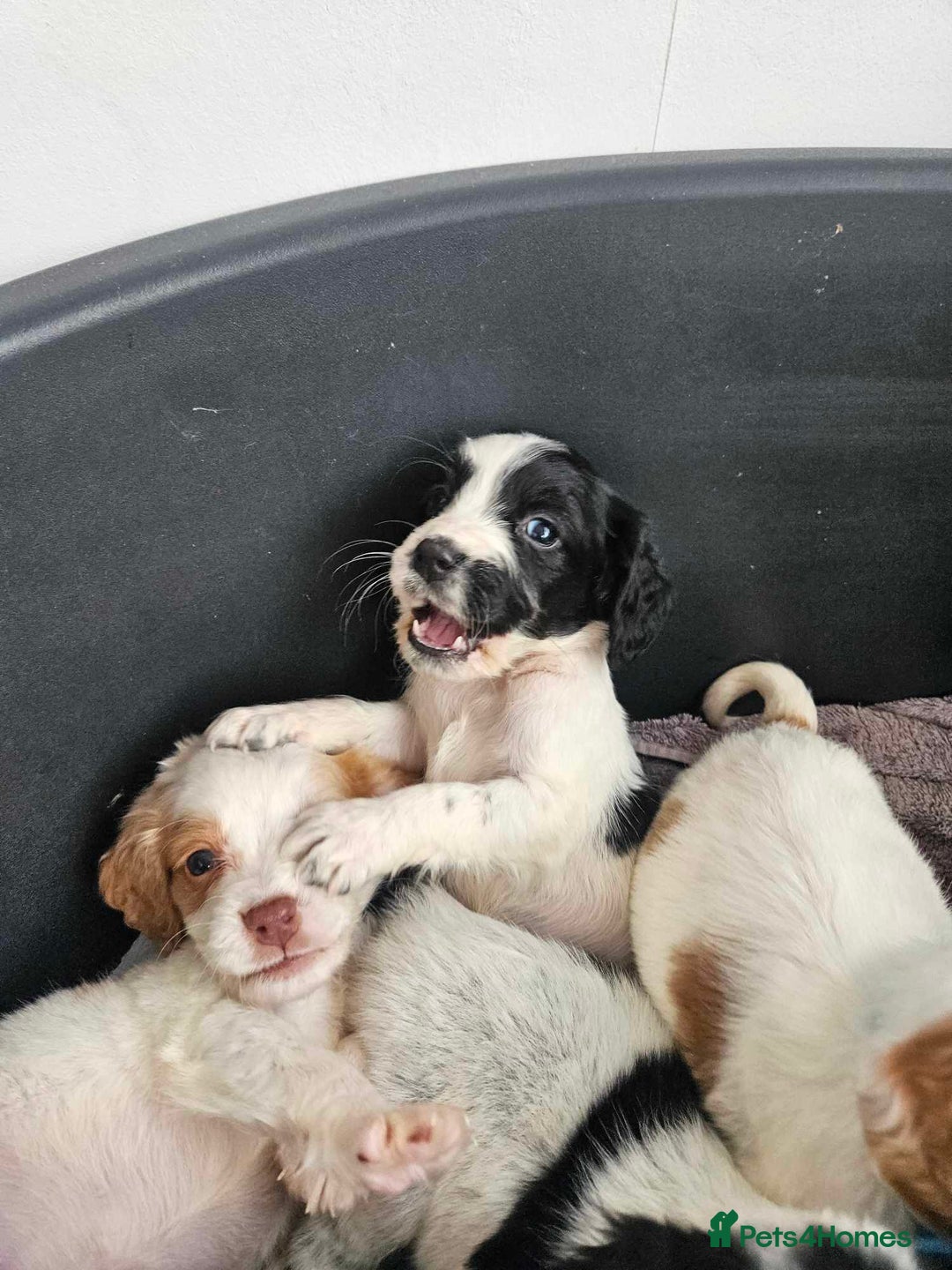 Cocker Spaniel dogs for sale: Cocka spaniel - Advert 15