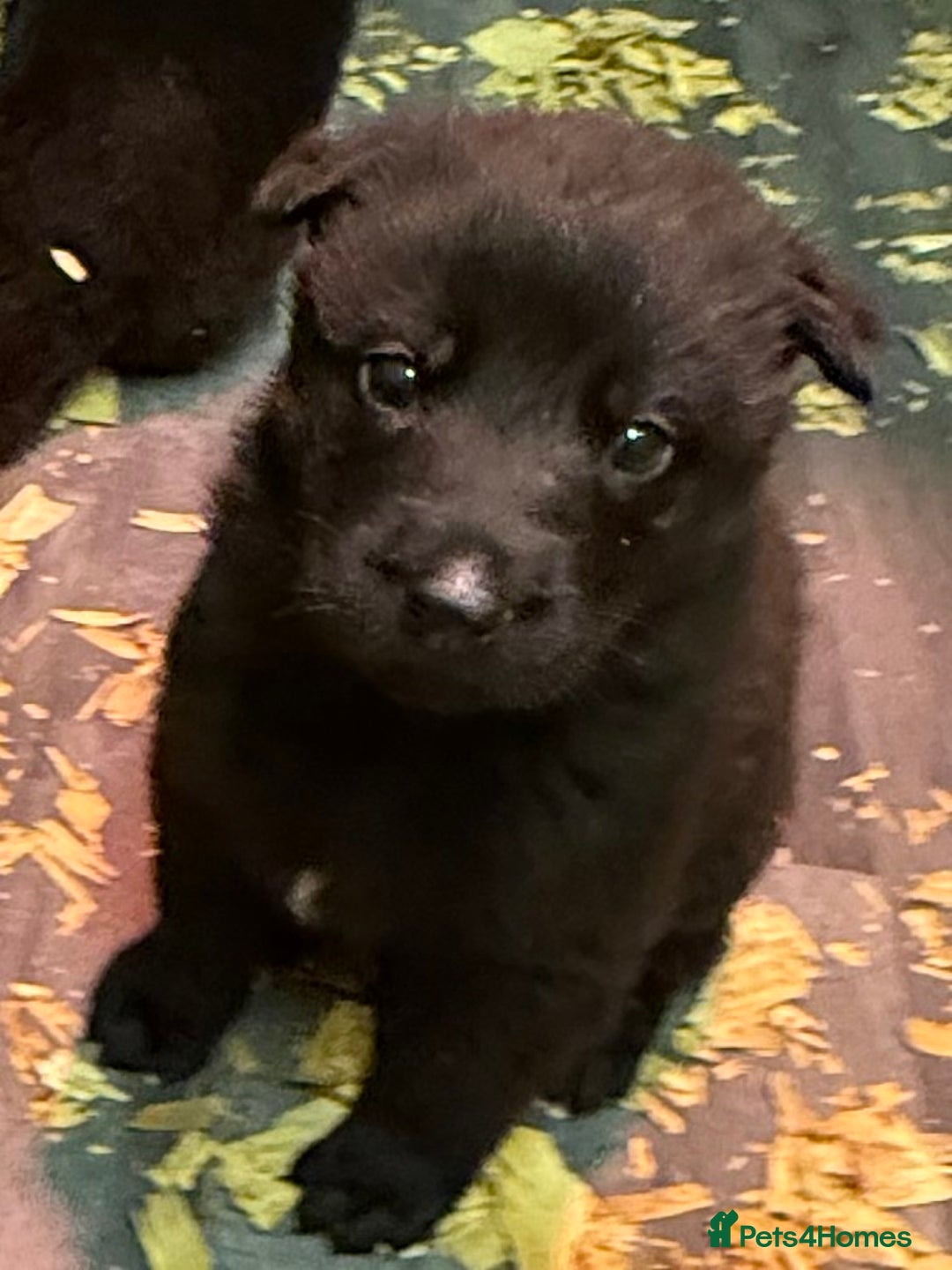 German Shepherd dogs for sale: KC Reg Working Line GSD pups. - Image 10
