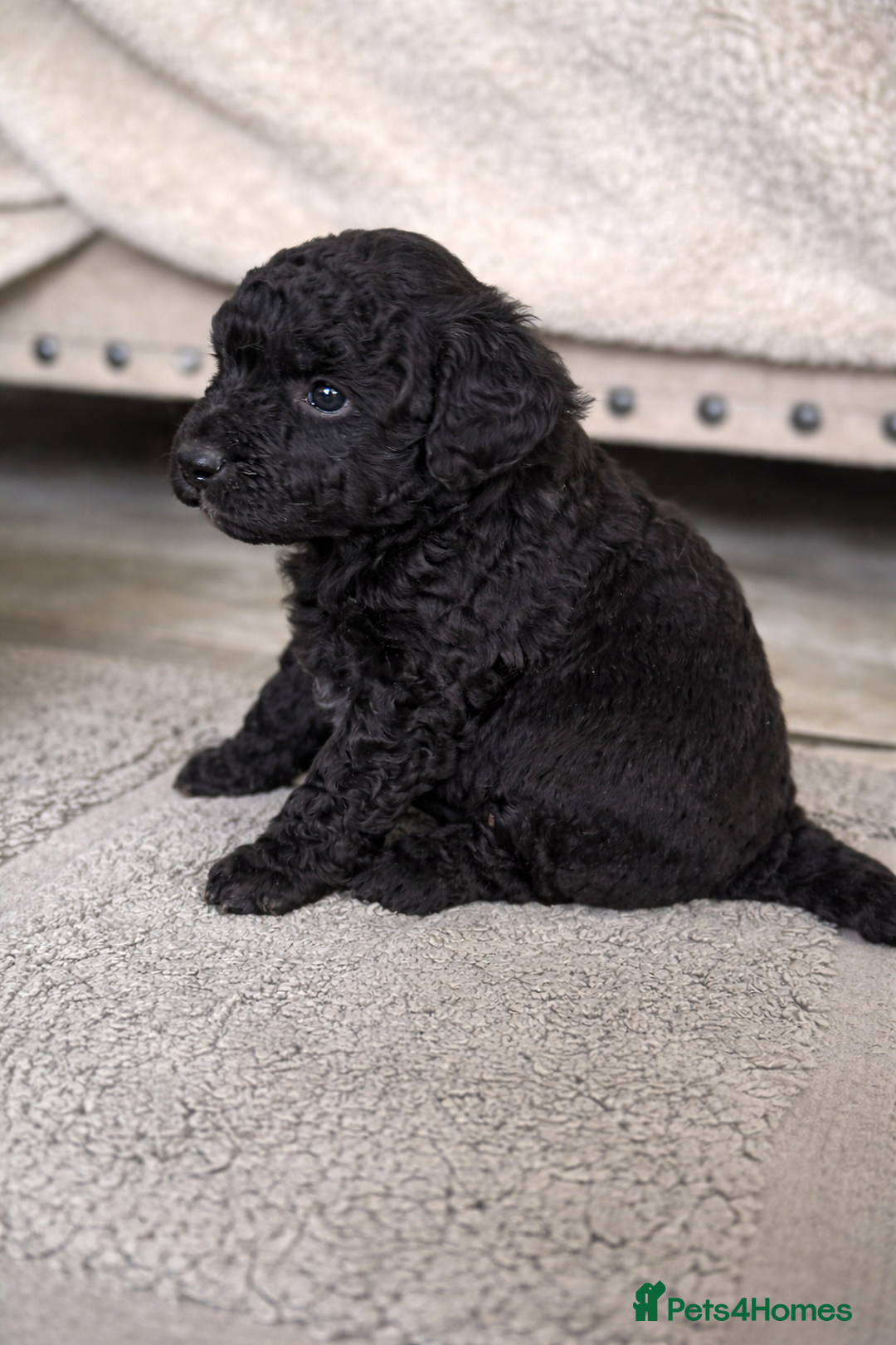 Aussiedoodle dogs for sale: MINIATURE AUSSIEDOODLE PUPPIES ⭐️⭐️⭐️ - Advert 4