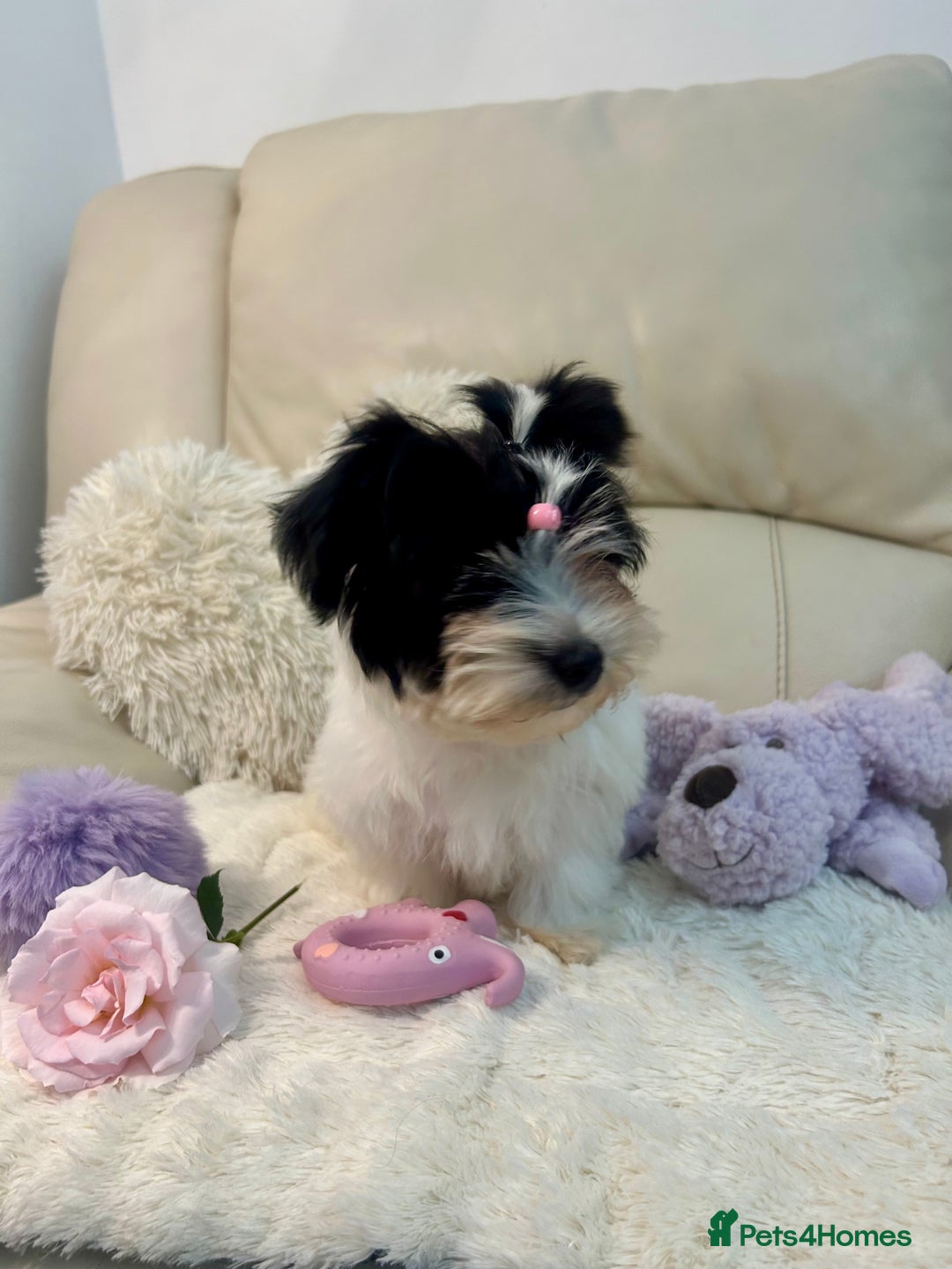 Biewer Terrier dogs for sale: 🩶🩷Biewer-Biro Champion heritage pups! 🐶❤️ - Image 13