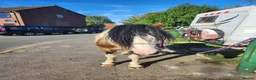 Irish Cob horses for sale: Irish cob - Advert 3