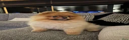 Pomeranian dogs for sale: Pomeranian Dog - Advert 3