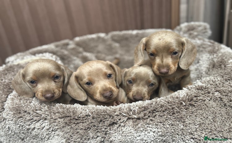 Miniature Dachshund dogs - Advert 5