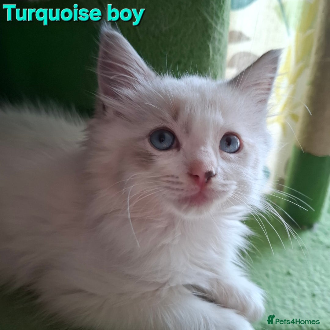 Ragdoll cats for sale: GCCF Gorgeous Pure Pedigree Ragdoll Kittens - Image 16