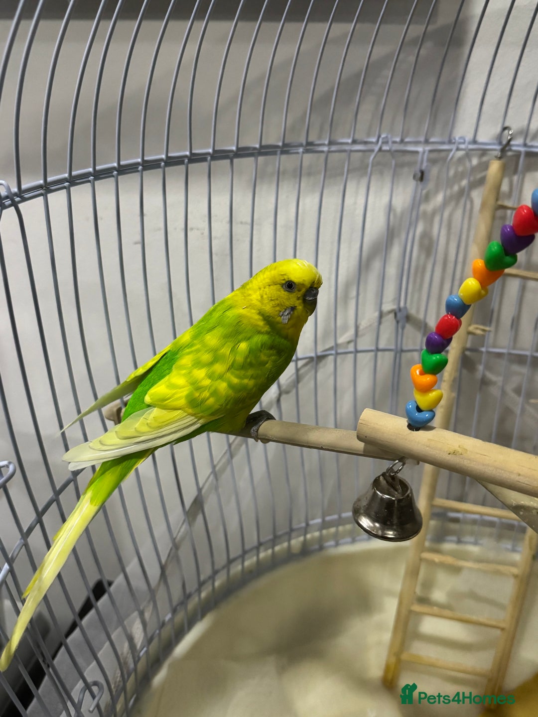Budgerigars birds for sale: Male budgie  - Advert 1