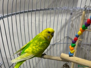 Budgerigars birds Male budgie - Advert 4