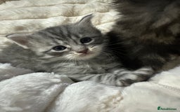 Mixed Breed cats for sale: Siberian x maincoon ready 5th november - Image 1