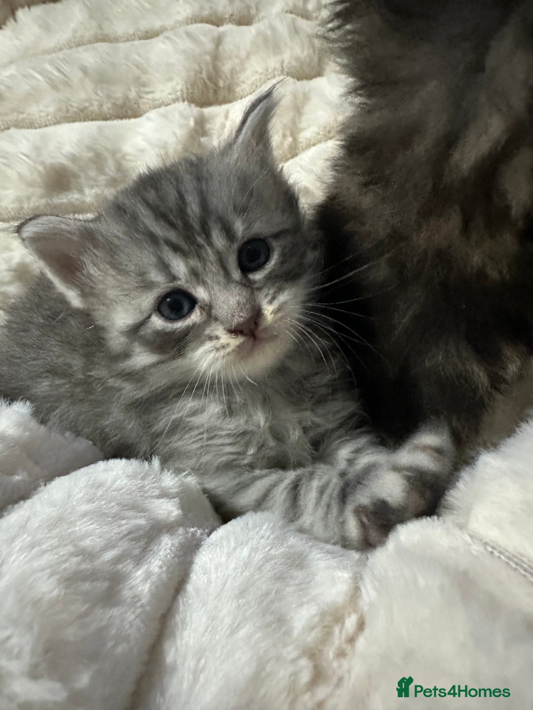Mixed Breed cats for sale: Siberian x maincoon ready 5th november - Image 1