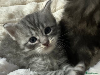 Mixed Breed cats - Advert 2