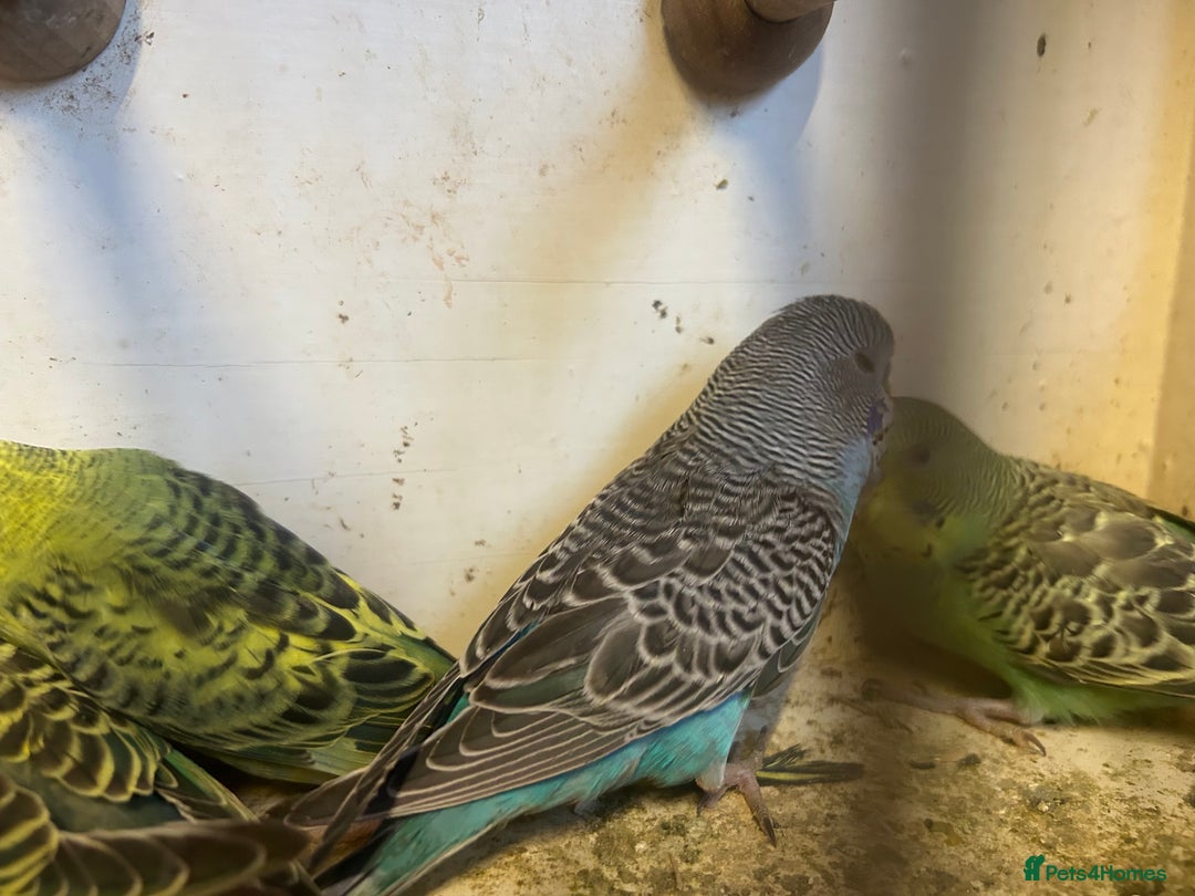 Budgerigars birds for sale: Budgies for sale, all in good health… - Image 10