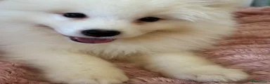 Mochi