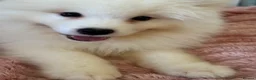 Samoyed dogs for sale: Exceptional Crufts-Line Samoyeds | Health Tested - Advert 14