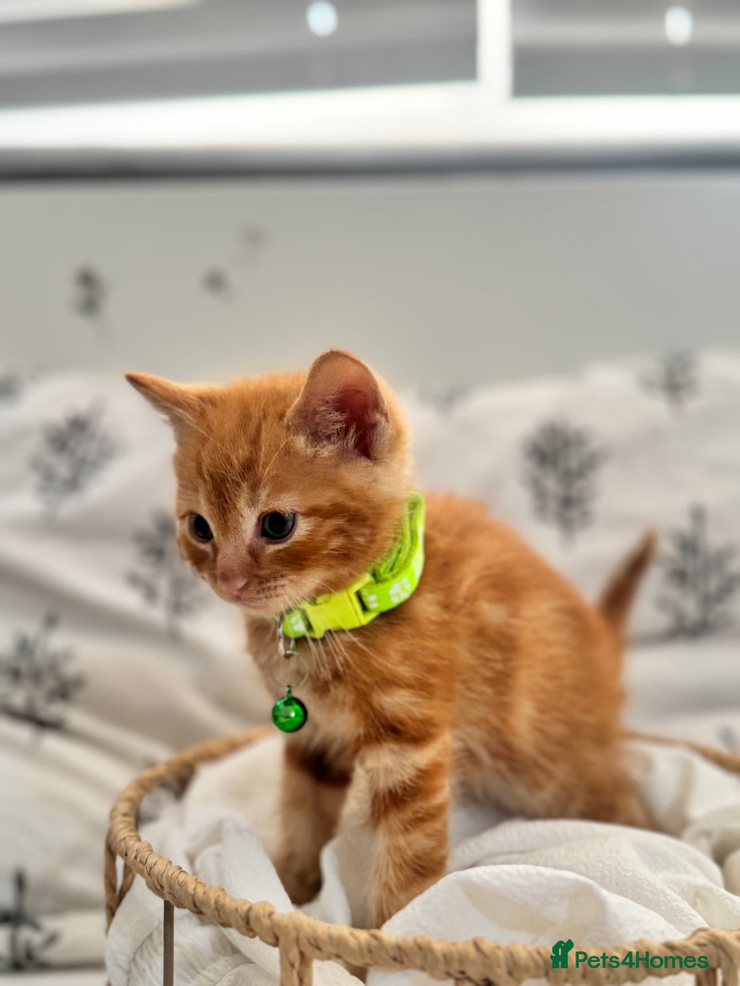 Ragdoll cats for sale: CUTE AND PLAYFUL HALF RAGDOLL KITTENS  - Image 9