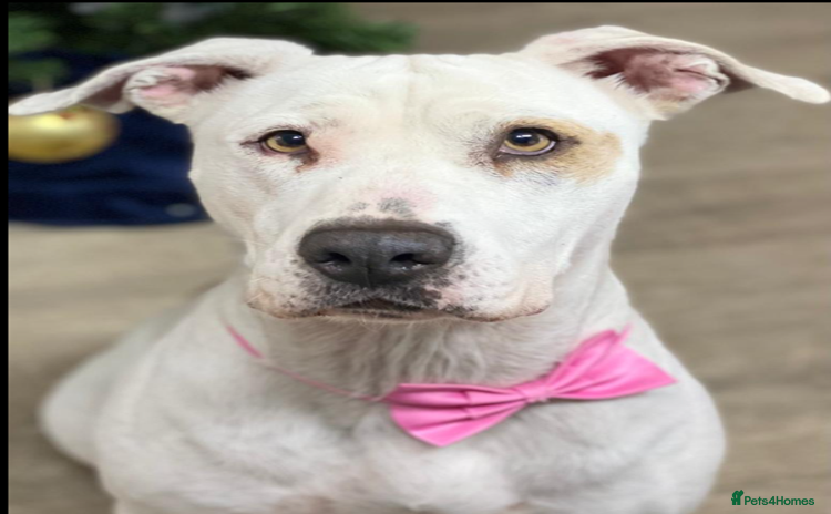 Staffordshire Bull Terrier dogs - Advert 1