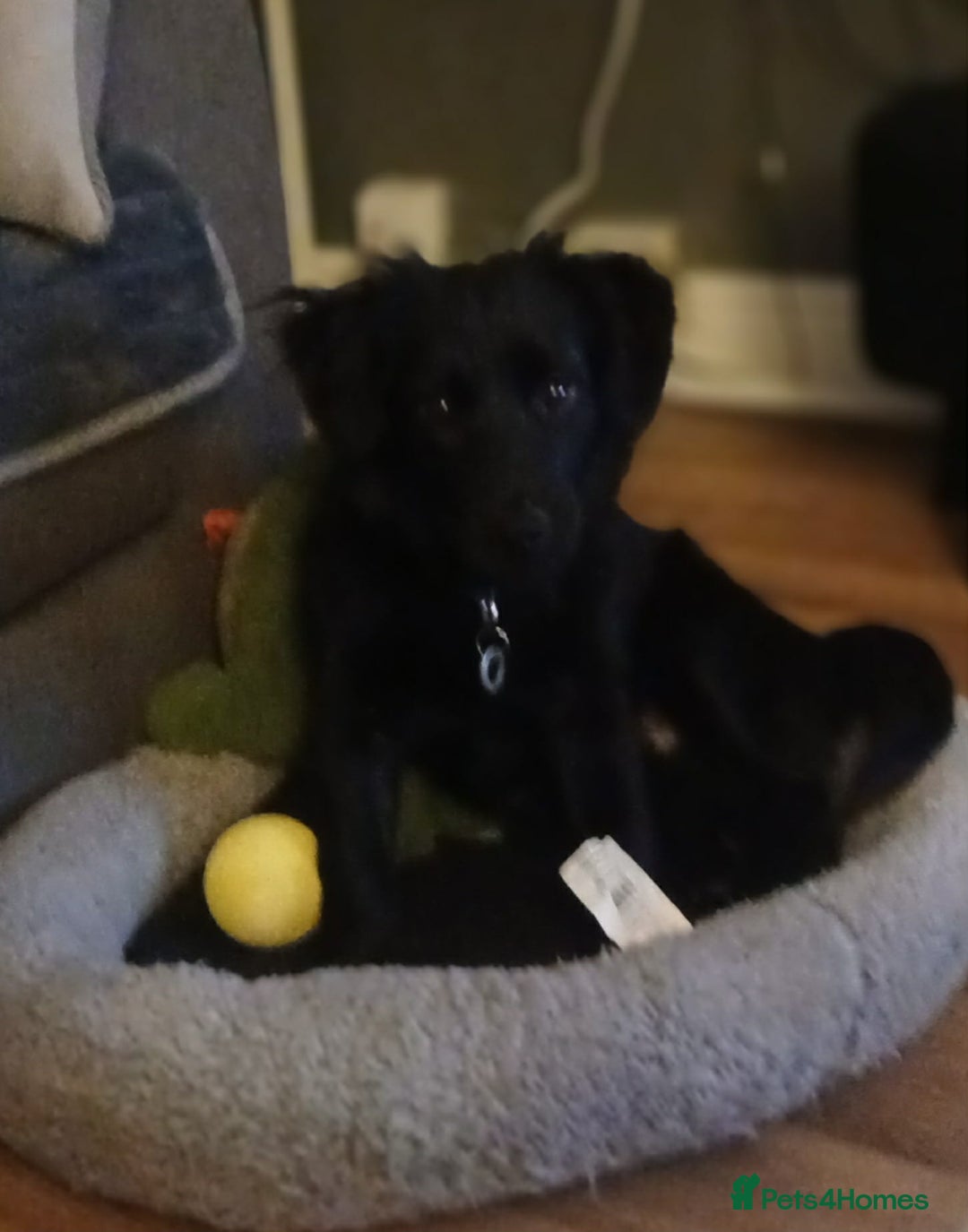 Mixed Breed dogs for adoption: Morgan - Ipswich Suffolk  - Advert 5