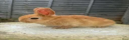 Mixed Breed rabbits for sale: 6 male netherland dwarf x mini lop bunnies - Advert 7