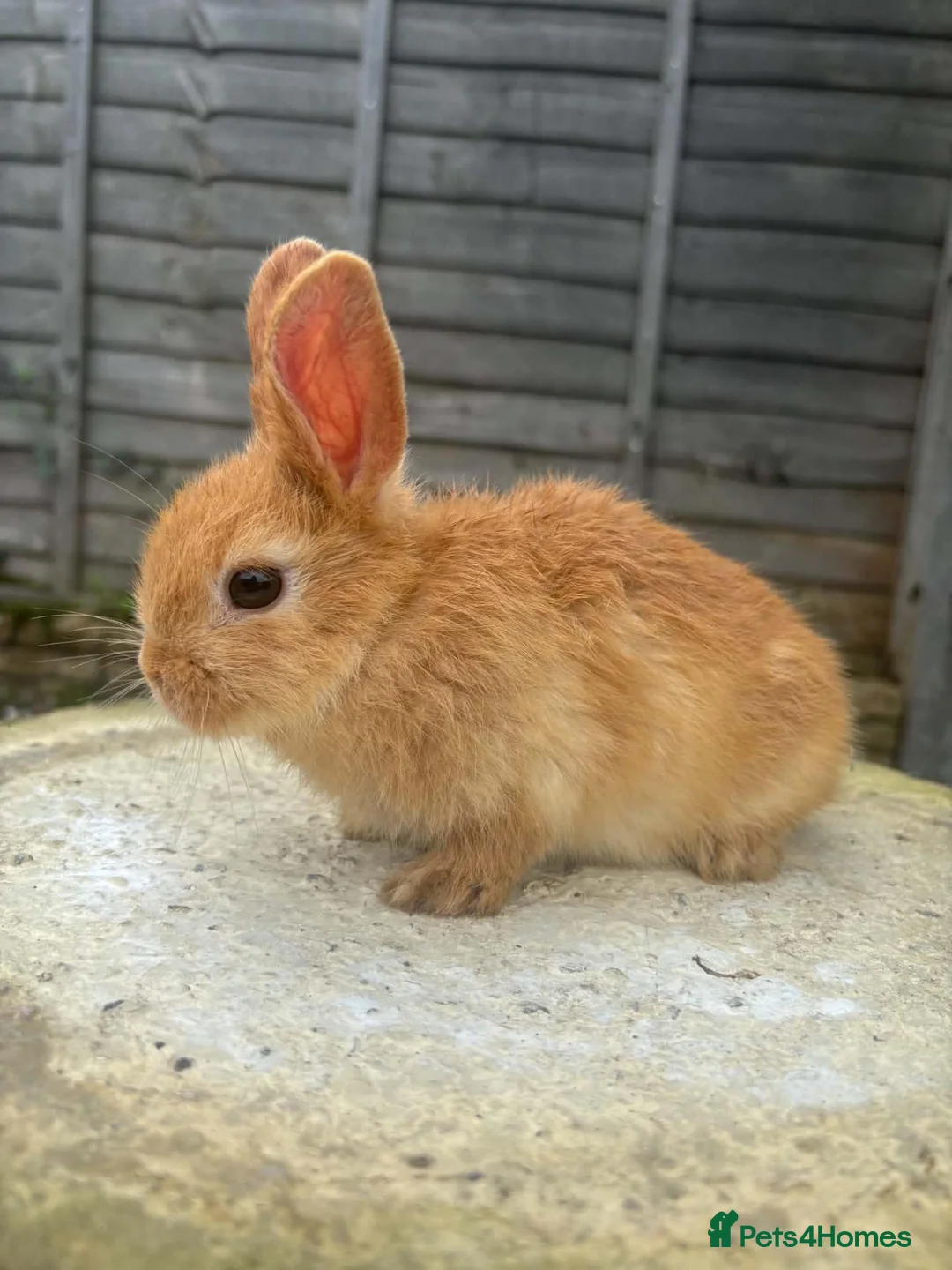 Mixed Breed rabbits for sale: 6 male netherland dwarf x mini lop bunnies - Advert 7