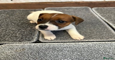 Jack Russell dogs Jack Russell pups now ready to leave  - Advert 14