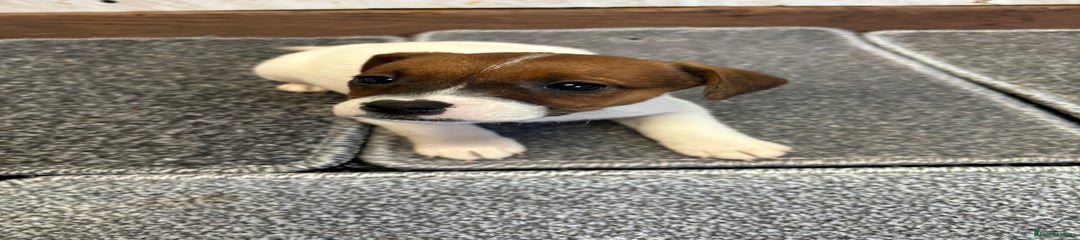 Jack Russell Puppy 1