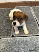 Jack Russell dogs Jack Russell pups now ready to leave - Advert 2
